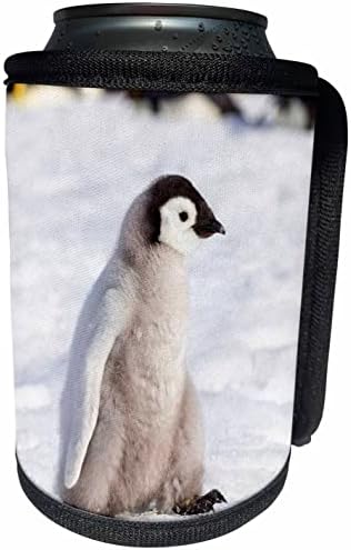 3dRose az Antarktisz, Snow Hill. Portré a császárpingvin. - Lehet Hűvösebb Üveg Wrap (cc-366279-1)